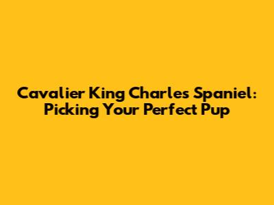 Cavalier King Charles Spaniel: Picking Your Perfect Pup