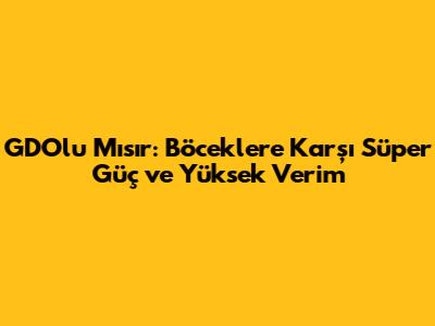 GDO'lu Mısır: Böceklere Karşı Süper Güç ve Yüksek Verim