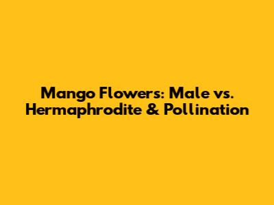 Mango Flowers: Male vs. Hermaphrodite & Pollination